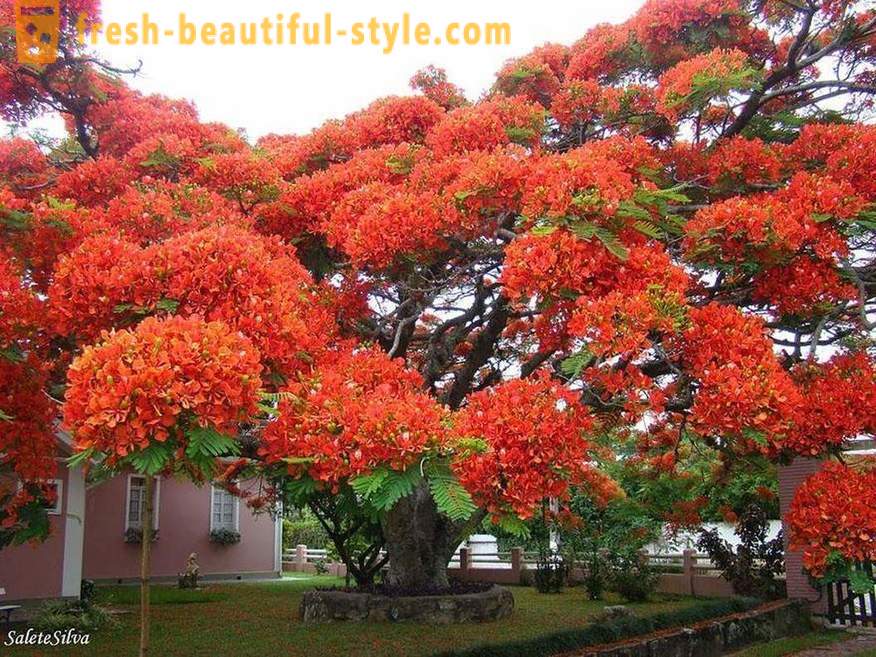 Bright and unusual trees from around the world