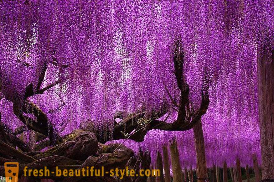 Bright and unusual trees from around the world