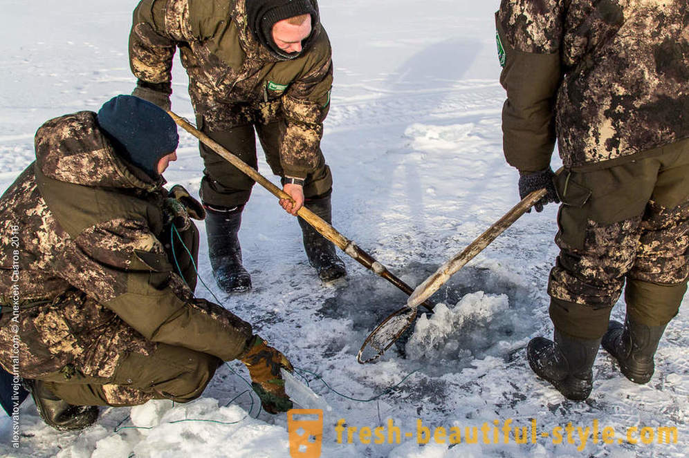 How do rybinspektory on Baikal