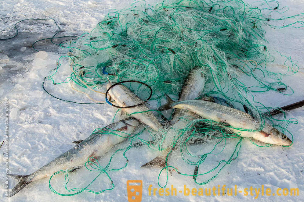 How do rybinspektory on Baikal