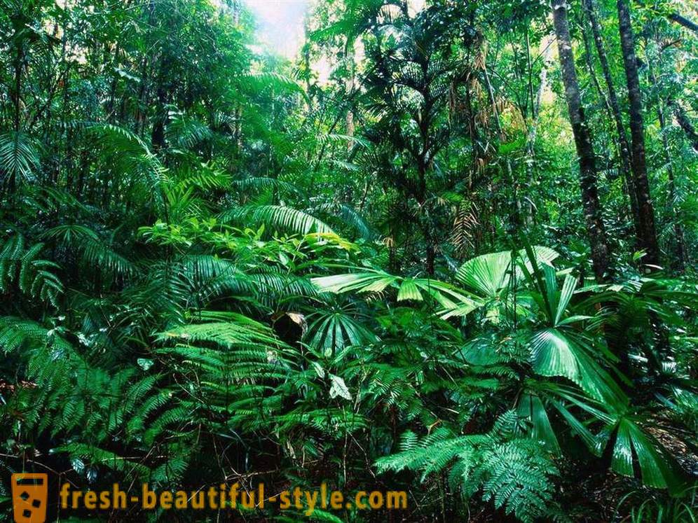Amazon - natural wonder of the world