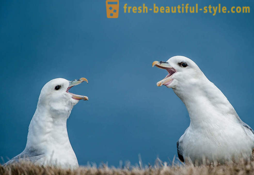 10 birds with the most unusual defense mechanisms