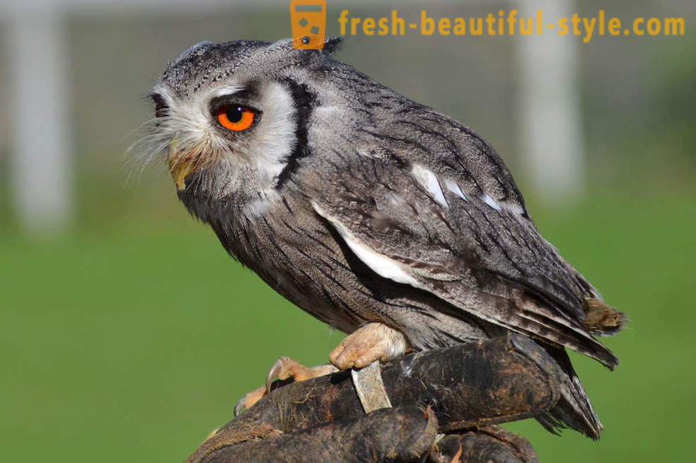 10 birds with the most unusual defense mechanisms