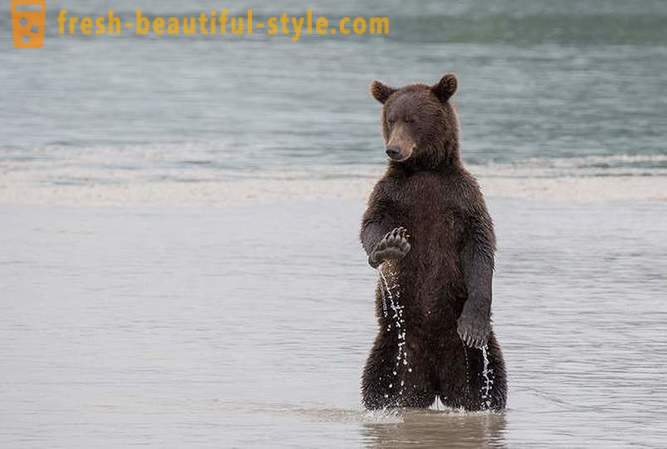 Primordial Kamchatka: Land bears