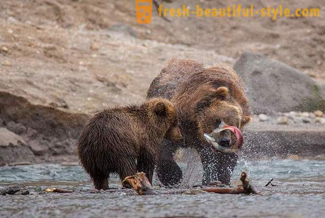 Primordial Kamchatka: Land bears