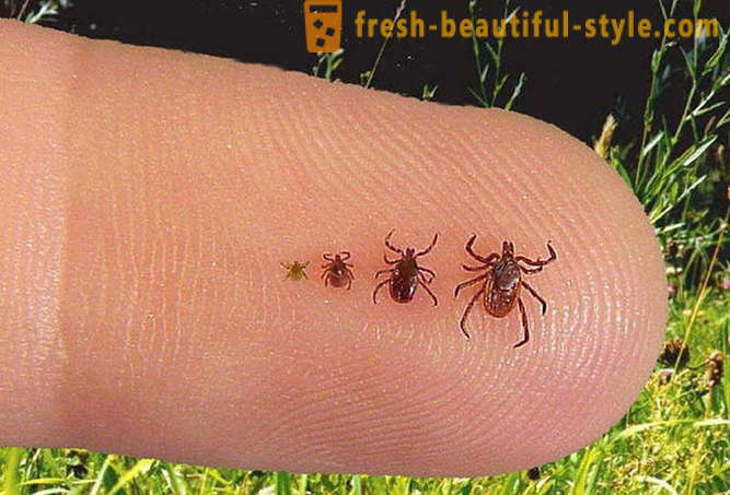 How to escape from ticks?