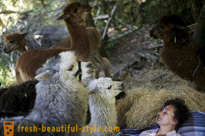 Life among the alpacas