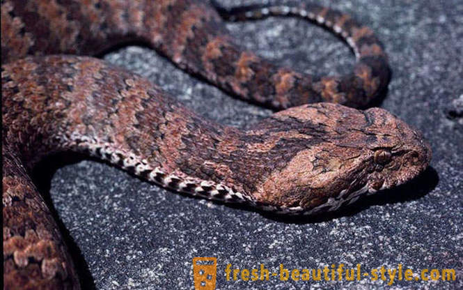 The most dangerous snakes in the world