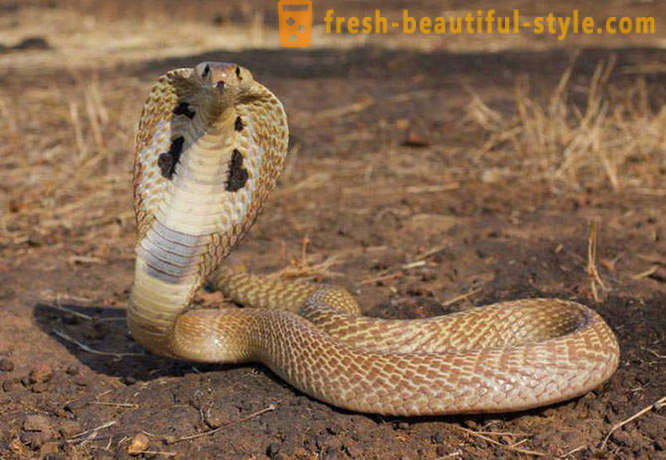 The most dangerous snakes in the world