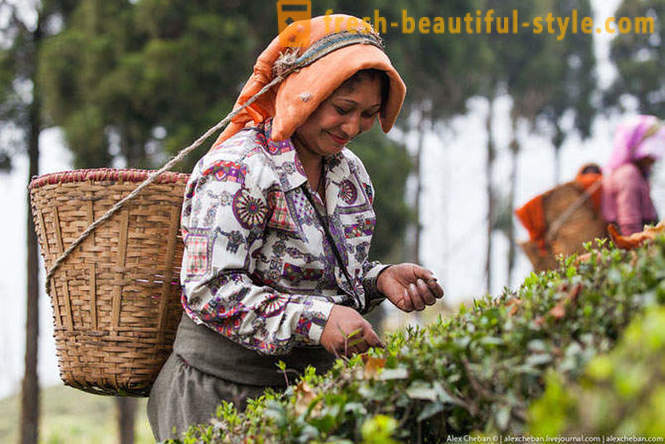 How to collect this year's first tea harvest