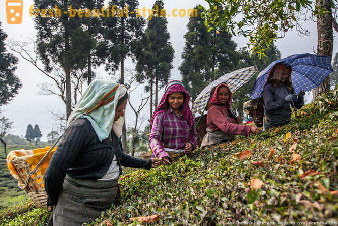 How to collect this year's first tea harvest