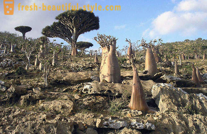 Travel to the island of Socotra