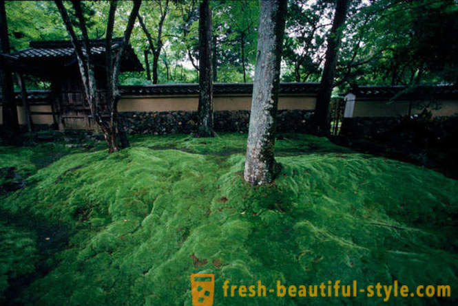 Moss garden in Japan