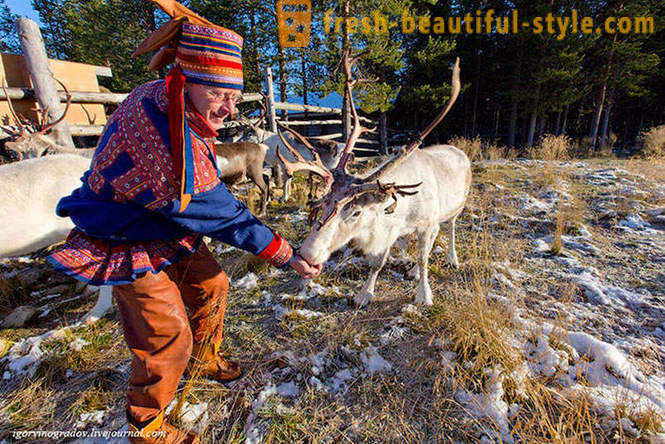 In search of Santa Claus in reindeer Siberian husky