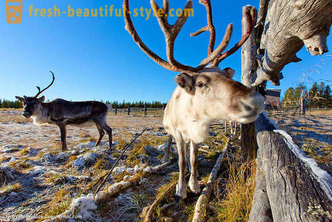 In search of Santa Claus in reindeer Siberian husky