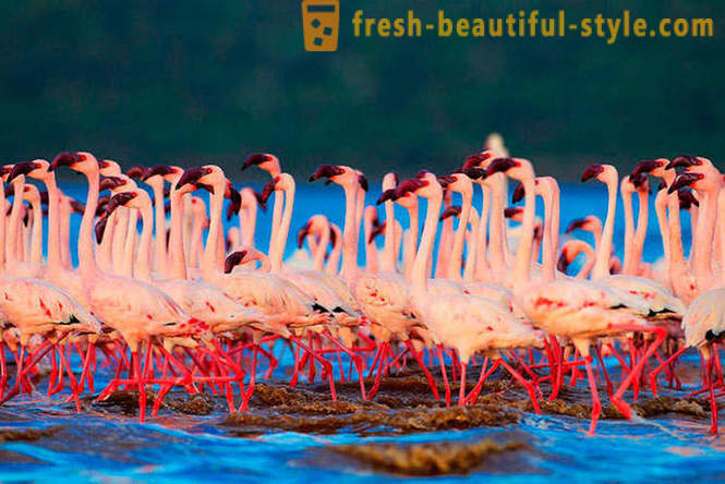 Country of pink flamingos
