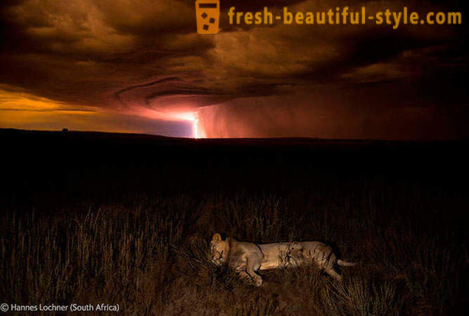 The winners of the contest wildlife photos 2012