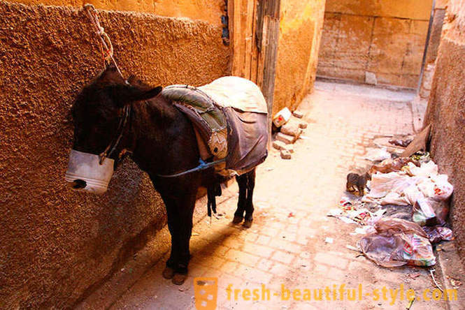 Fez - the oldest of the imperial cities of Morocco