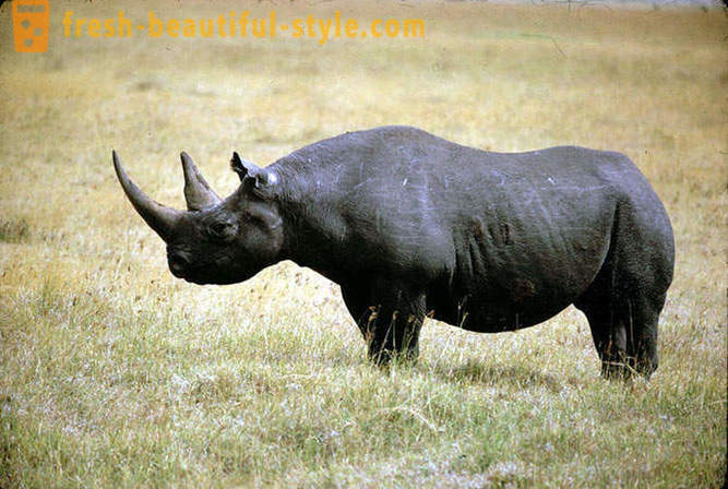 The largest land animal in the world