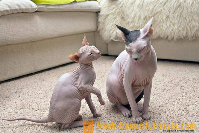 Hairless cats