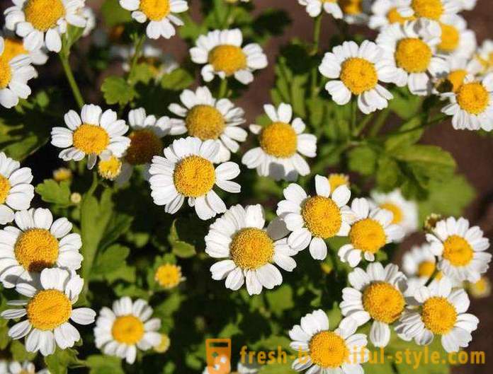 How do I use chamomile for face: recipes and reviews of result