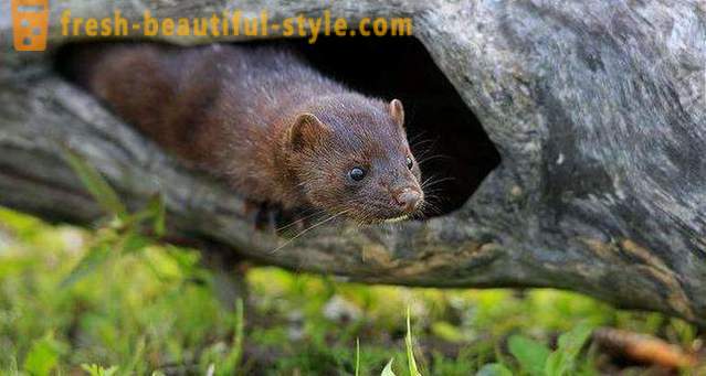 American mink: the description, the content, and care recommendations