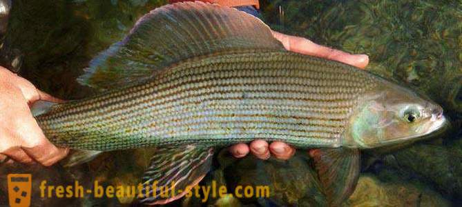Fishing: Baubles for grayling. Selection of baits and tackle