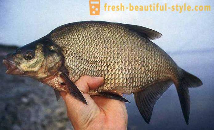Bream on the ring: and snap bait