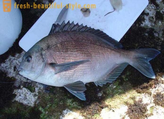 At that bream are biting? Bait, bait and tackle on bream