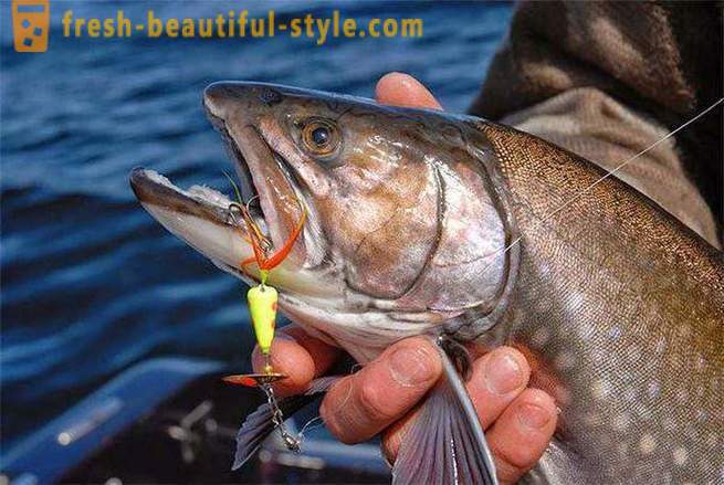 Spinners: types and characteristics. Most catchability spinning lures