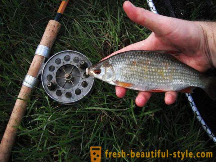 Roach - fish of the carp family. Description and photo. How to catch the roach?