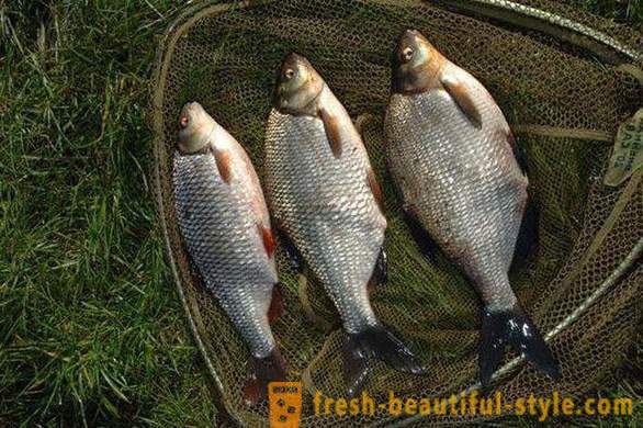 Roach - fish of the carp family. Description and photo. How to catch the roach?