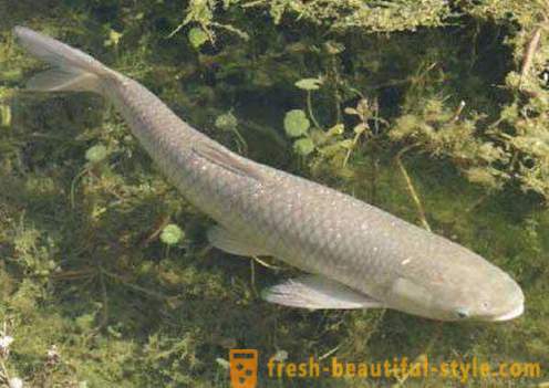 Inhabited by carp? What to catch grass carp? fishing tips