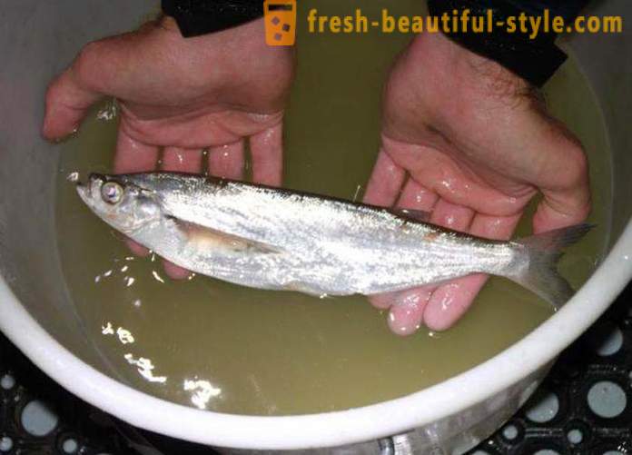 Where the usual fish sabrefish? How to cook fish sabrefish?
