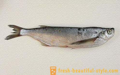 Where the usual fish sabrefish? How to cook fish sabrefish?
