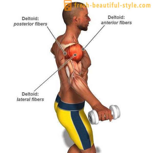 Effective exercises with dumbbells on the shoulders