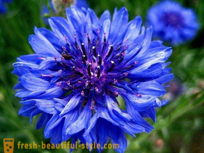 Cornflower blue clothes - what to combine?