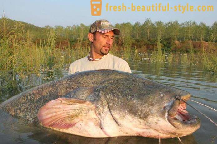 Catching catfish on Kwok. Catching Catfish: 5 Best Ways