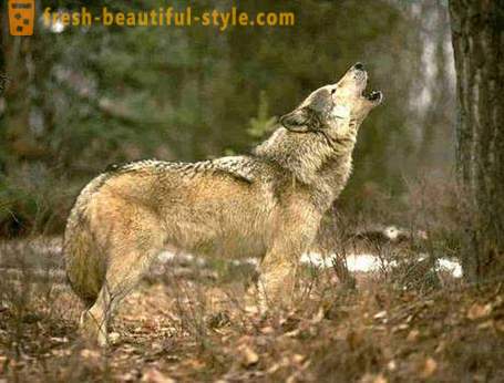 Wolf hunting. Methods of hunting wolves