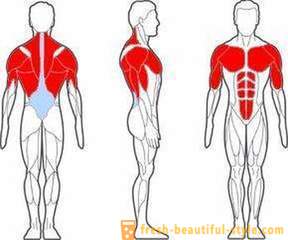 Which muscles are working with push-ups. Which muscles are working with Dips