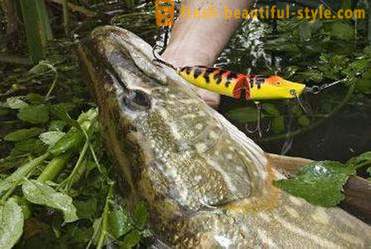 The best lures for pike. Rating wobblers