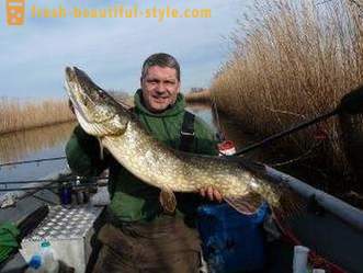 How to catch a pike? How to catch a pike on live bait - fishing tips