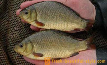Advice to the fishermen how to catch carp
