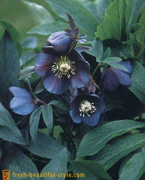 Hellebore for weight loss: user reviews and expert opinions