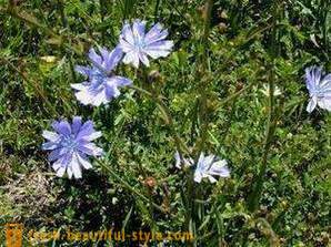 Is effective whether the chicory diet?