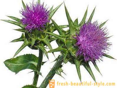 Thistle oil. Benefits and harms of funds