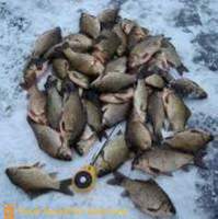 Exciting fishing for carp in winter