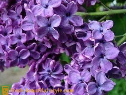 Lilac color and its impact on human